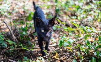 une mignonne noir originaire de thaïlandais chaton des promenades sur herbe en plein air dans le parc dans le lumière du soleil Matin. photo