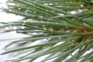 pin arbre aiguilles avec l'eau gouttes photo