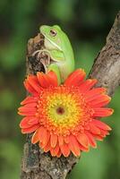 macro étape de grenouille et Orange fleur photo