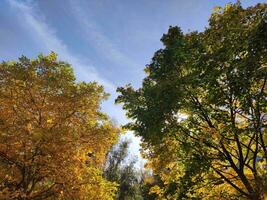 l'automne forêt Contexte. brillant des arbres dans le tomber photo