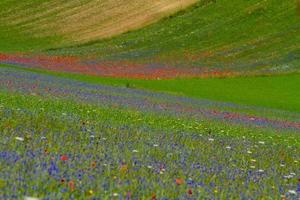 castelluccio di norcia et sa nature fleurie photo