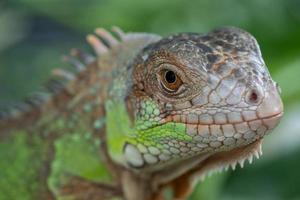 lézard, animal, lézard vert avec arrière-plan flou photo