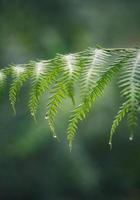 feuilles de fougère verte au printemps photo