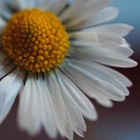 fleur de marguerite blanche romantique dans le jardin au printemps photo