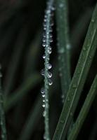 feuilles de plantes vertes au printemps fond vert photo