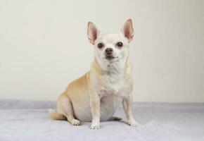 marron court cheveux chihuahua chien séance sur gris couverture et blanc Contexte. photo