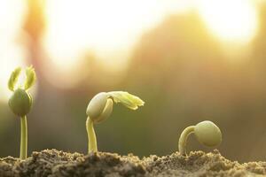 les plantes à graines poussent. elles poussent étape par étape. l'une a des racines et pousse sous le sol et l'autre graine a des feuilles. elles poussent parmi la lumière du soleil. photo nouvelle vie et concept de croissance.