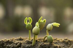 les plantes à graines poussent. elles poussent étape par étape. l'une a des racines et pousse sous le sol et l'autre graine a des feuilles. elles poussent parmi la lumière du soleil. photo nouvelle vie et concept de croissance.