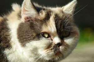 mignonne persan chat est posant dans une Accueil jardin à luton ville de Angleterre Royaume-Uni photo