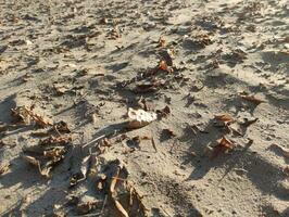 le sable avec Jaune feuilles Contexte photo