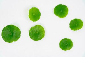 Haut vue verre gobelet contenant l'eau et centella asiatica décoré avec erlenmeyer ballon et rond podium photo