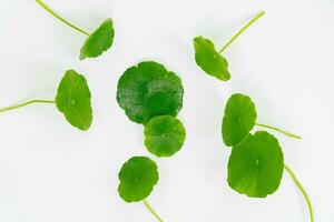 Haut vue verre gobelet contenant l'eau et centella asiatica décoré avec erlenmeyer ballon et rond podium photo