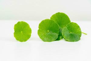 une verre gobelet contenant l'eau et centella asiatica décoré avec erlenmeyer ballon et rond podium photo