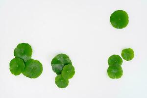 Haut vue verre gobelet contenant l'eau et centella asiatica décoré avec erlenmeyer ballon et rond podium photo