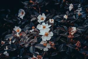 croissance Rosa canina fleur bourgeons en dessous de pluie concept photo. photo