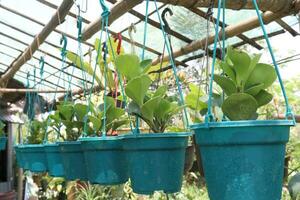 hoya Kerrii feuille arbre plante sur pendaison pot photo