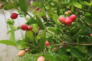 carissa carandas fruit sur arbre sur ferme photo