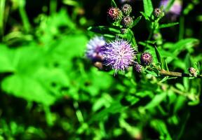 une violet carduus acanthoïde fleur. aussi connu comme une épineux sans plume chardon. photo