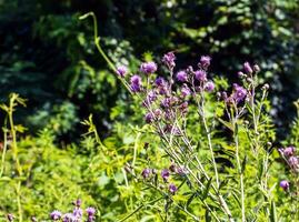 une violet carduus acanthoïde fleur. aussi connu comme une épineux sans plume chardon. photo