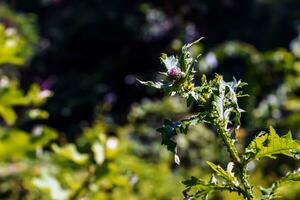 une violet carduus acanthoïde fleur. aussi connu comme une épineux sans plume chardon. photo