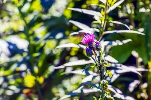 une violet carduus acanthoïde fleur. aussi connu comme une épineux sans plume chardon. photo