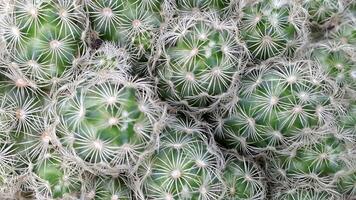 cactus. floral Contexte de cactus. cactus fermer photo