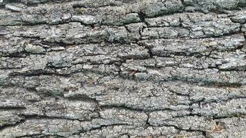écorce de une à feuilles caduques arbre. Contexte de rugueux écorce texture photo