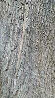 écorce de une à feuilles caduques arbre. Contexte de rugueux écorce texture photo