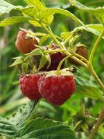 framboises. bouquet de framboises. mûr framboise récolte photo