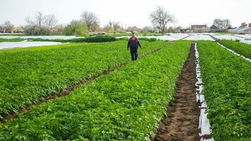 kerson oblast, Ukraine - mai 1, 2021 agriculteur des promenades par une Patate plantation champ après enlever filé agrofibre. ouverture de Jeune patates les plantes comme il réchauffe. serre effet photo