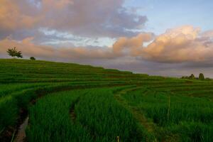 belle vue du matin indonésie panorama paysage rizières avec beauté couleur et lumière naturelle du ciel photo