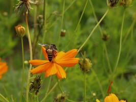 abeille et cosmos fleur. proche en haut de mon chéri abeille sur orang fleur recueille nectar. d'or mon chéri abeille sur fleur pollen, flou Contexte. sélectif concentrer coup de une abeille. photo
