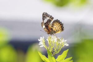 une papillon est séance sur une fleur photo