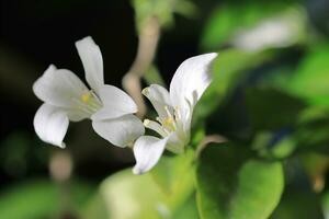 petit blanc fleurs sur le arbre photo