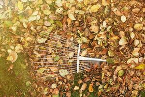 métal râteau sur une pile de l'automne feuilles dans le jardin photo