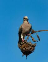 Pigeon en mangeant tournesol des graines sur sec plante photo