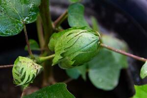 vert fruit sur le coton plante photo