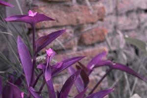 tradescantia violet feuille plante et lilas fleur Couleur de le année photo