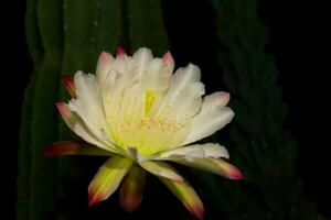 la fleur blanche du cactus cereus fleurit la nuit photo