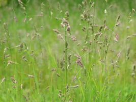 fond d'herbe verte photo