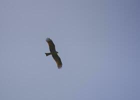 silhouette de une oiseau de proie dans vol. noir cerf-volant photo