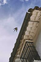 marrant avaler. en volant proche à le avant-toits de une maison dans un andalou village photo