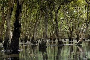 Naturel mangrove forêt dans zone humide marais de rayong Province est Thaïlande photo