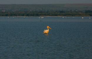 le Danube delta est une unique et biodiverse Région situé dans sud-est L'Europe , principalement dans Roumanie photo