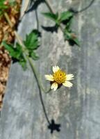 gletang plante tridax procumbens photo