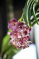 fermer de un de le magnifique colombien orchidées. le fleurs Festival de Medelln dans Colombie photo