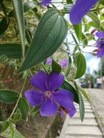 fleur dans le jardin sur ensoleillé journée. sélectif se concentrer. botanique coup photo