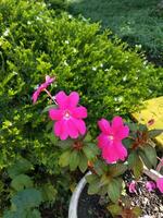 fleur dans le jardin sur ensoleillé journée. sélectif se concentrer. botanique coup photo