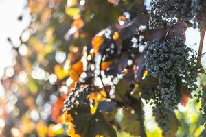 bouquet de foncé les raisins pendaison sur vignes à l'intérieur le vignoble. photo