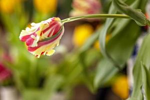 tulipe jaune-rouge dans un vase dans le jardin